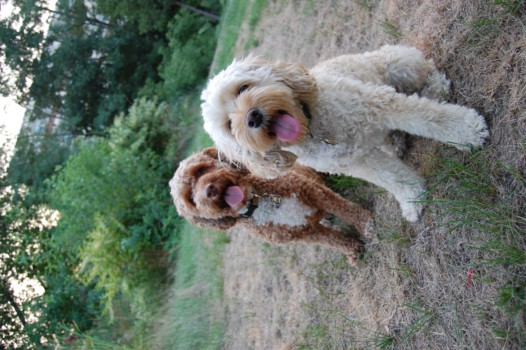 print a poster - Dogs - DSC_0005.jpg