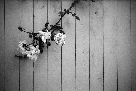 photo poster prints - Rose Flower - rose.jpg