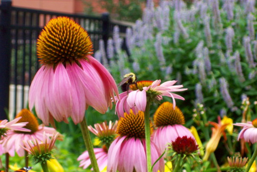 print a poster - Flowers - Bee_4_X_6.jpg