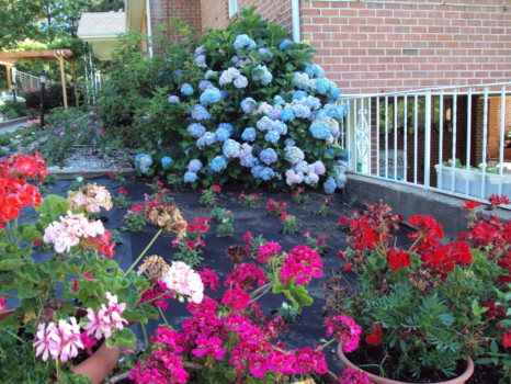 print a poster - Flower Garden - DSC00609.jpg