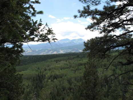 poster - Forest Scenery Photo - IMG1739JPG.jpg