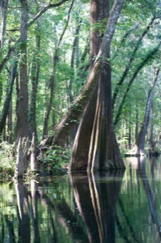 make poster - Swamp - poster2JPG.jpg