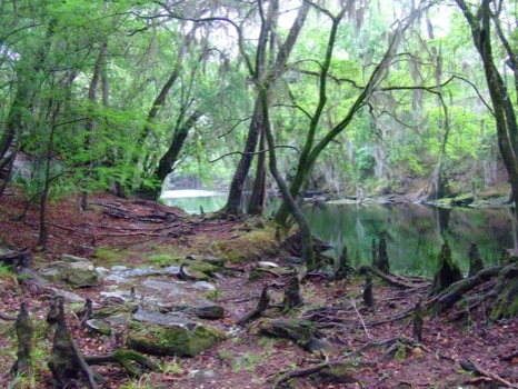 make poster - Swamp - forposterJPG.jpg
