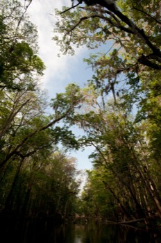 make poster - Tree Branches - poster3JPG.jpg