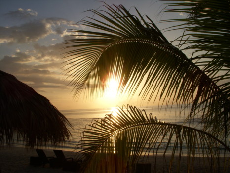 posterbrain - Palm Tree Leaves - Franks_Pictures_682.jpg