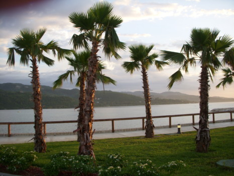 posterbrain - Palm Trees - Franks_Pictures_711.jpg
