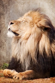 pictures into posters - Lion - lion.jpg