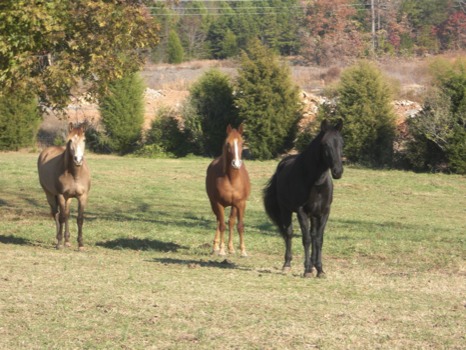 print a poster - Horses - CIMG5856.JPG.jpg