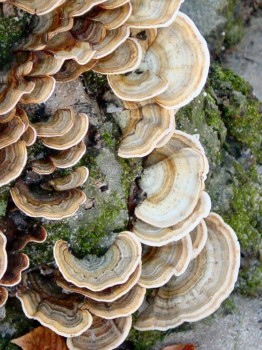 posterbrain - Tree Mushrooms - lichens.jpg