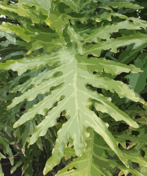 posterbrain - Green Plant - philo_leaf.tif