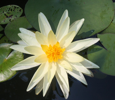 posterbrain - White Lily Pad Flower - water_lily_l50.tif