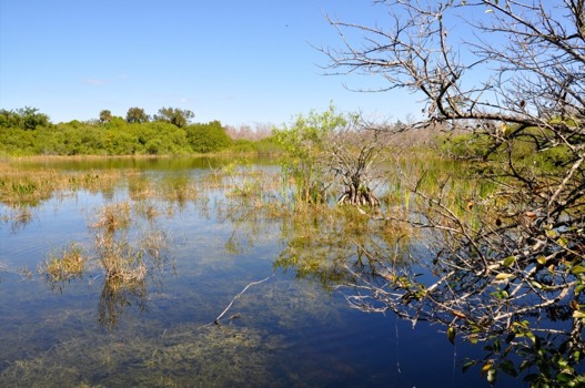 full - Swamp Trees - 4TBRsUJgHZwbH9Gghz1tYhd.jpg