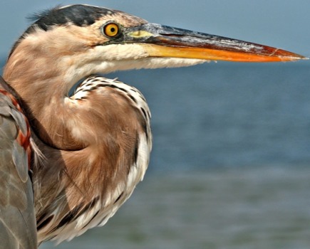 full - Bird - flickr1342260176hd.jpg