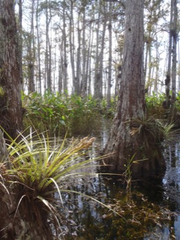 full - Swamp Water Area Trees - PB130254JPG.jpg