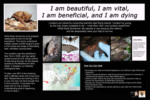 print a poster - I Am Beautiful I Am Vital I Am Beneficial And I Am Dying - bws_wns_poster_final_copy.tif