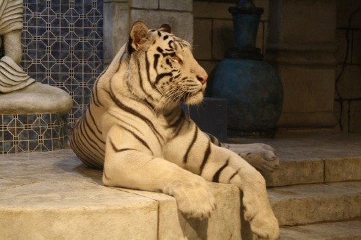 print a poster - Tiger - poster2JPG.jpg