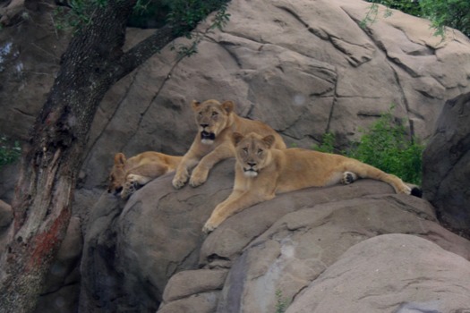 print a poster - Lionesses - poster3JPG.jpg