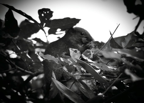 print a poster - Rat - squirell.jpg