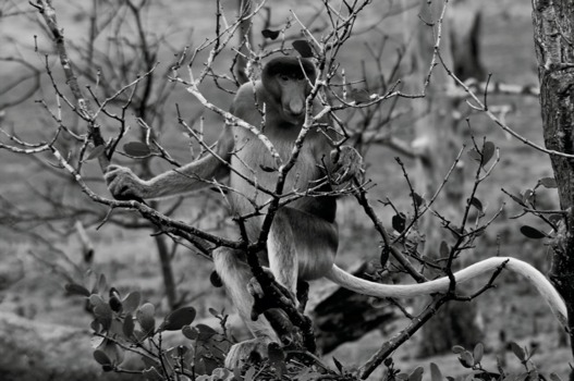print a poster - Monkey Sitting Tree Black White - dsc07151.jpg