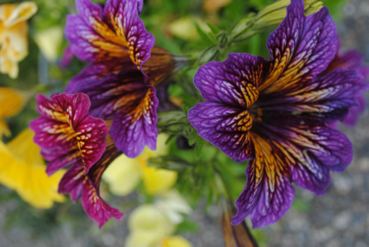 print a poster - Purple Flowers - flower.jpg