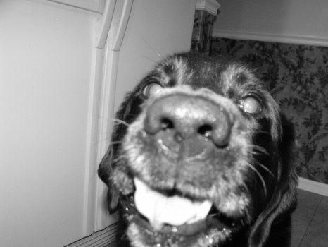 print a poster - Dog - DSCF3138.jpg