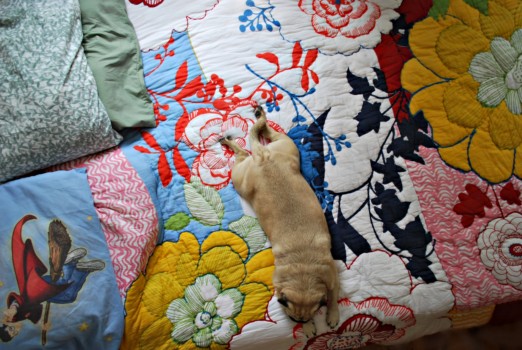 print a poster - Dog Lying On Floral Quilt - 4745723439_628e1495f3_o.jpg