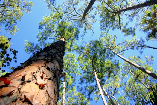 posters - Trees - IMG_4071_1.jpg
