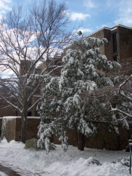 posters of photos - Trees - 100_1622.jpg