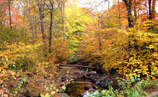 posterbrain - Trees - 763_a.jpg