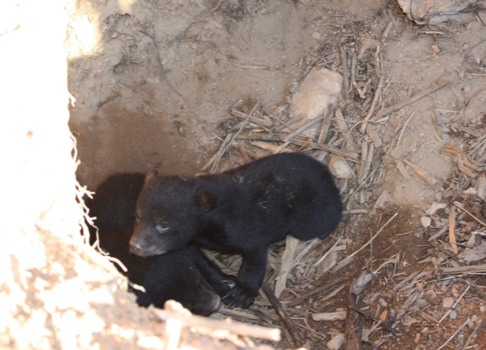 print a poster - Bear Cub - Picture_068.jpg