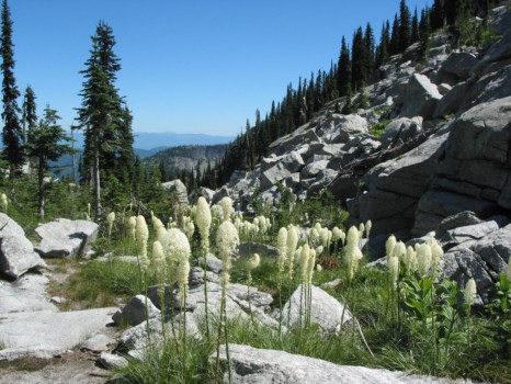 print a poster - Flowering Plants - Priest_Lake_2005_001_crop.jpg