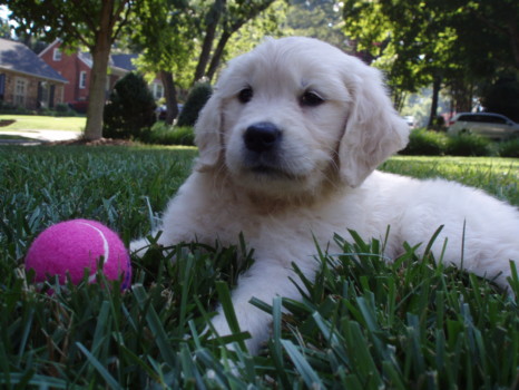 print a poster - Dog With Ball - P7250517.jpg