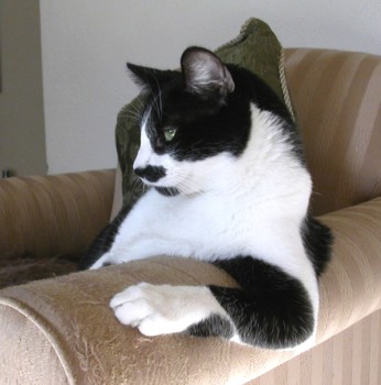 posterbrain - Cat - PhillyWaitingElbowChair_edited.jpg