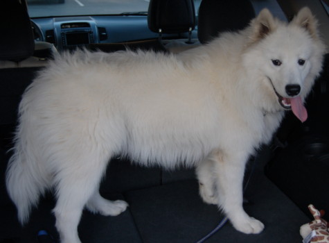 print a poster - White Dog - aspen1.jpg