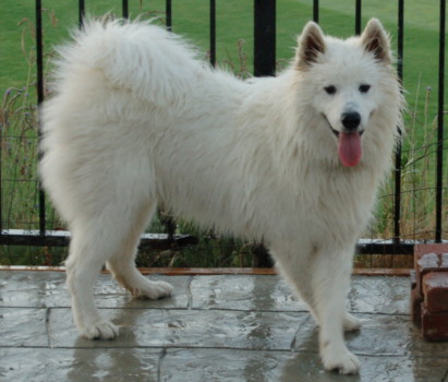 print a poster - White Dog - aspen2.jpg