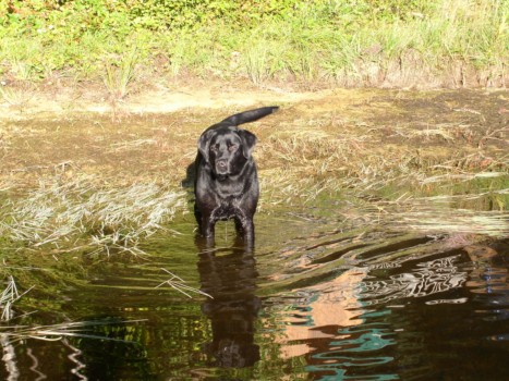 enlarge photos - Black Dog - 005.jpg