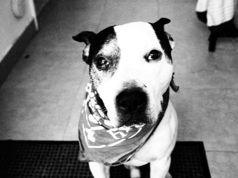 posterbrain - Dog - P1270340.JPG.jpg