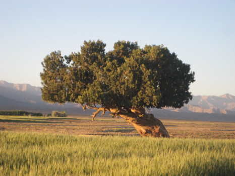 24x36 - Tree - Beautiful_Afghan_Tree_5_28_08.jpg