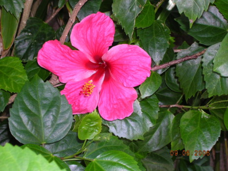 posterbrain - Pink Flower Blossom - DSCN1632.jpg