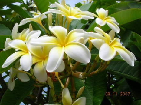 posterbrain - Yellow Flowers - DSCN2651.jpg