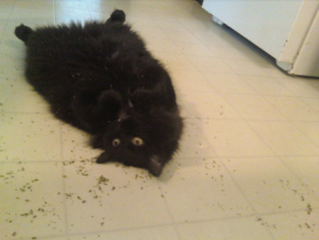 print - Cat - Frida_1.tiff