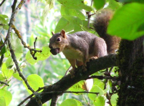print a poster - Squirrel In Tree - Squirel4Mom.jpg