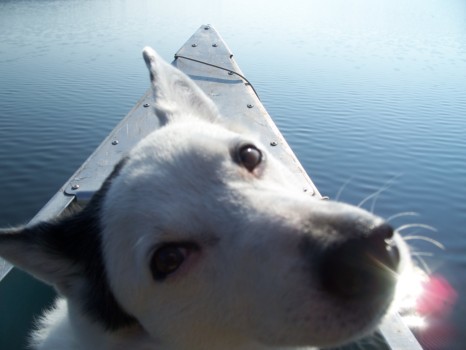 posterbrain - Dog - 100_31591.jpg