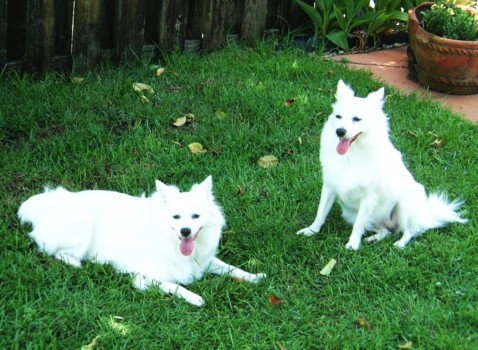 print a poster - Dogs - sunday_shots_012.jpg