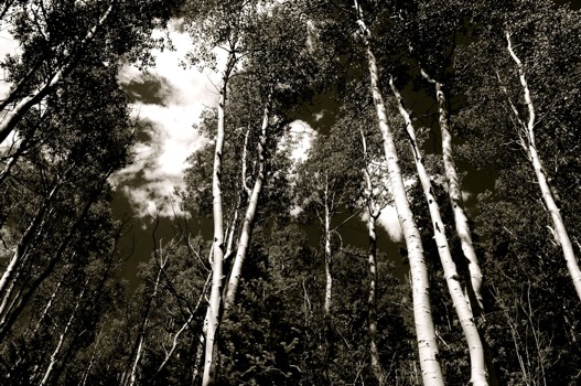 poster - Trees - DSC0023JPG.jpg