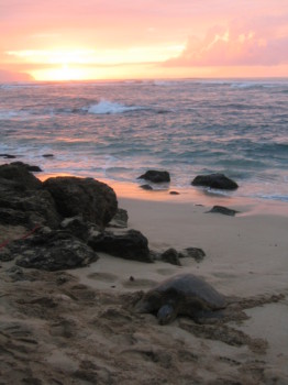 print a poster - Seashore - Oahu_307_1.jpg