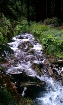 blow - River Rocks Green Plants - IMAG0010.jpg