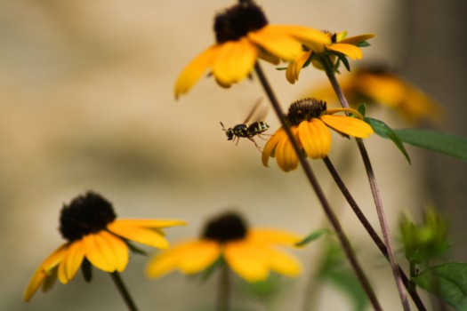 enlarge - Blurry - bee_edited.jpg