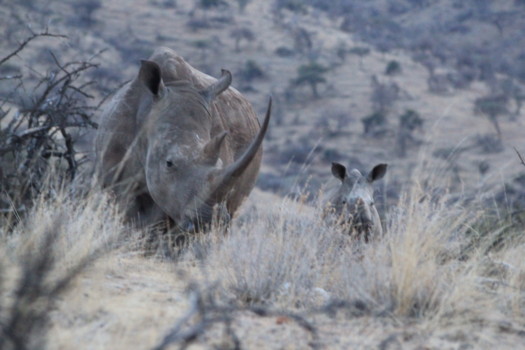 publish - Rhinoceros - Africa_1100.jpg