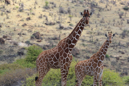 publish - Giraffes - Africa_1932.jpg